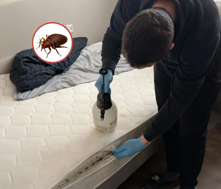Technicien traitant un matelas contre les punaises de lit à Génicourt